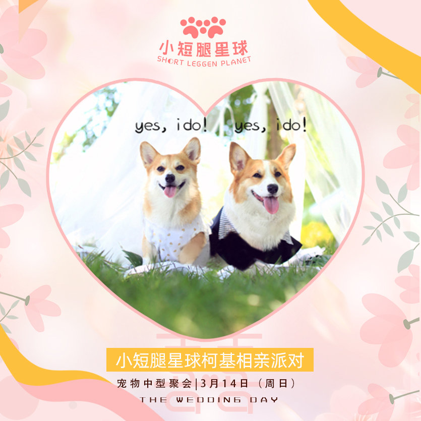 狗狗相亲大会30只柯基,柯基找对象要找有经验的大狗吗