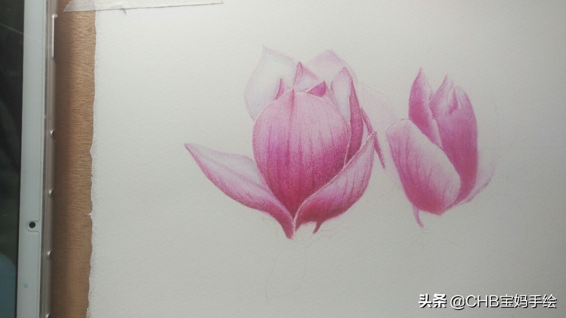 玉兰彩铅画教程图解,零基础彩铅画入门教程桃花