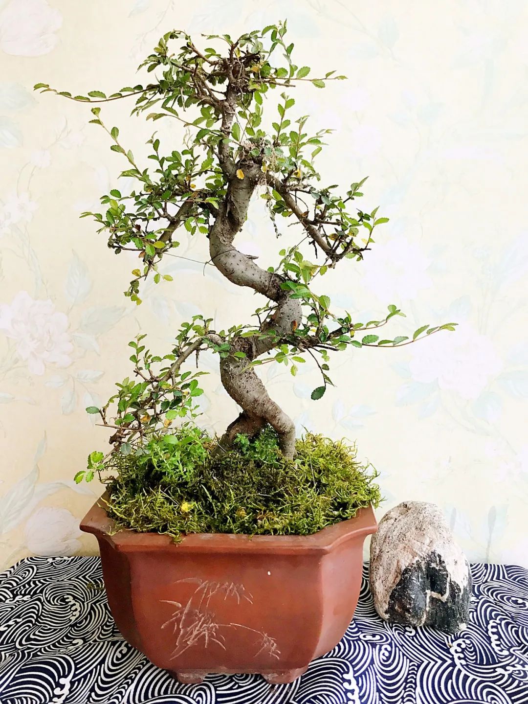 小榆树盆景设计100种形态,榆树盆景用的榆树是什么品种