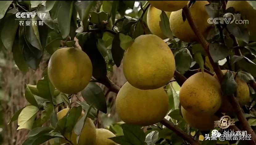 无本钱大学生创业,无本生意大学生