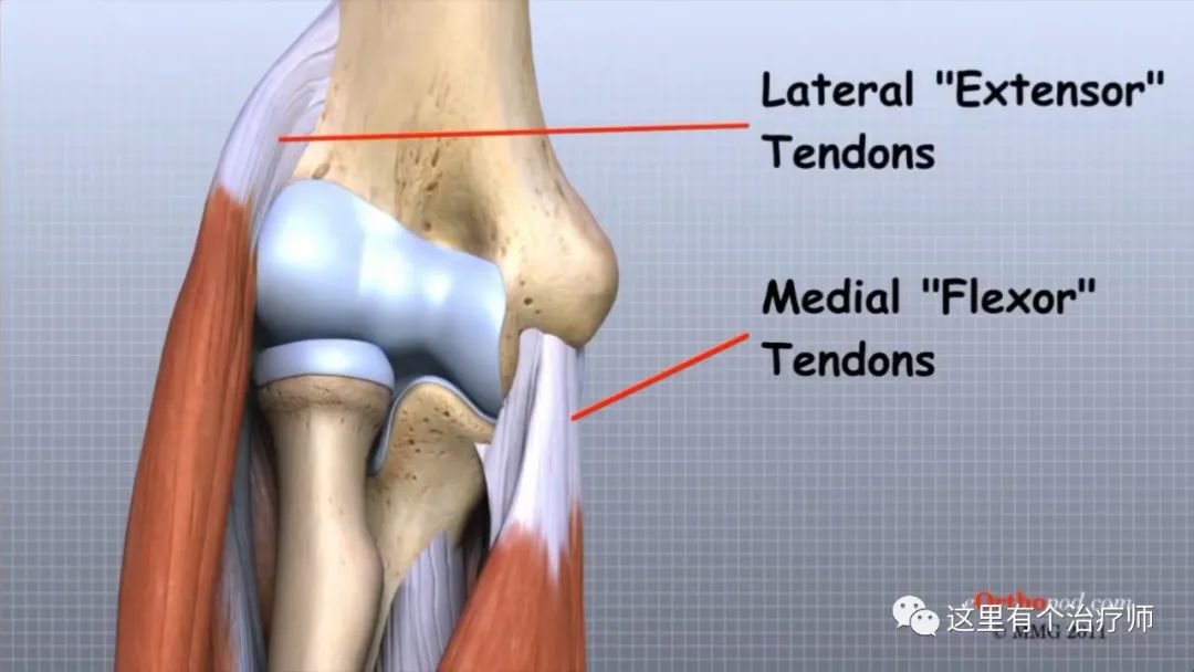 【运动损伤Respond】第一期，俯卧撑与肘关节疼痛。