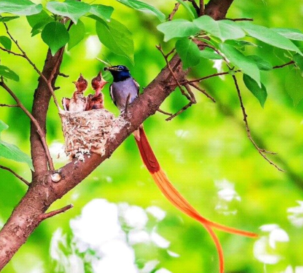 父母偏心的结果是什么,父母偏心造成的下场动画