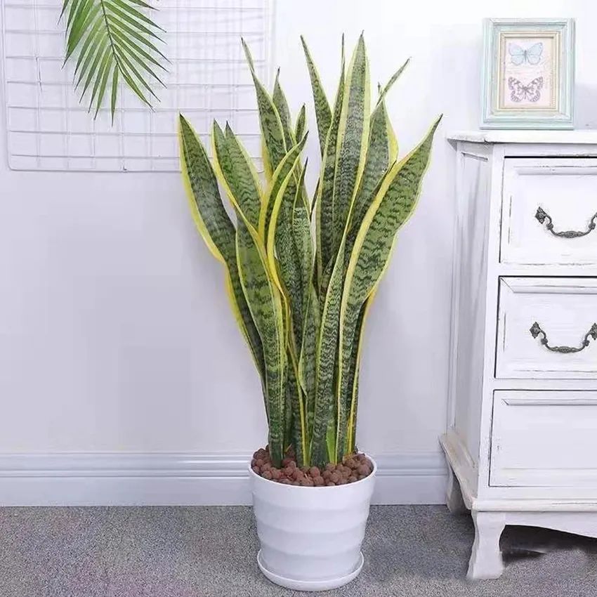 装饰高级感家里绿植推荐,室内装饰花卉及盆景植物