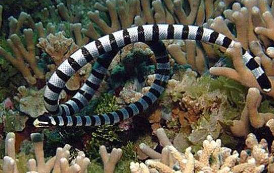 有毒蛇的地方长什么草,有毒蛇和无毒蛇咬的伤口区别