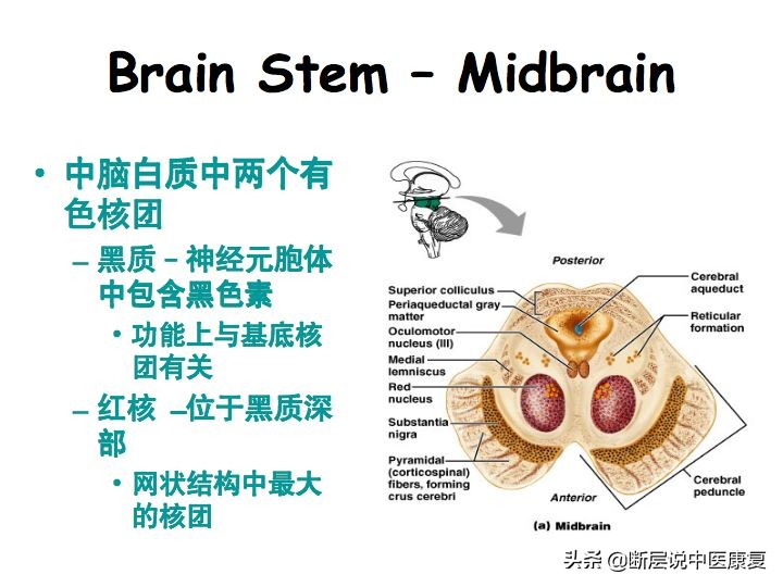 中枢神经系统断层解剖讲解,中枢神经3d解剖动画