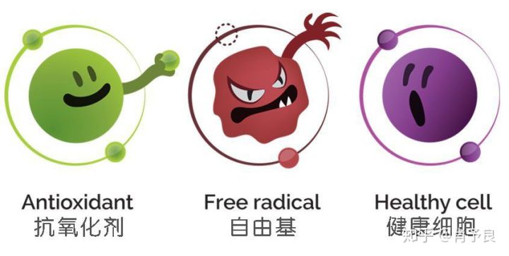 抗氧化精华油推荐,十大好用抗氧化精华