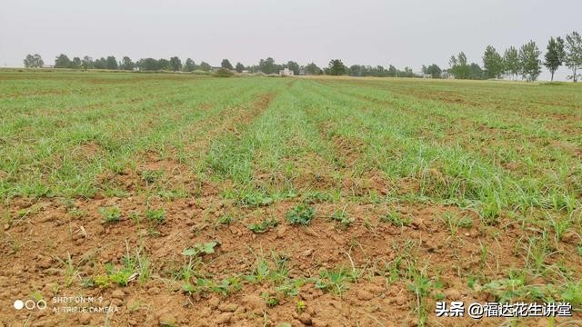 南阳唐河县毕店210亩春花生，杂草众多该如何防治？莎草马唐铁苋