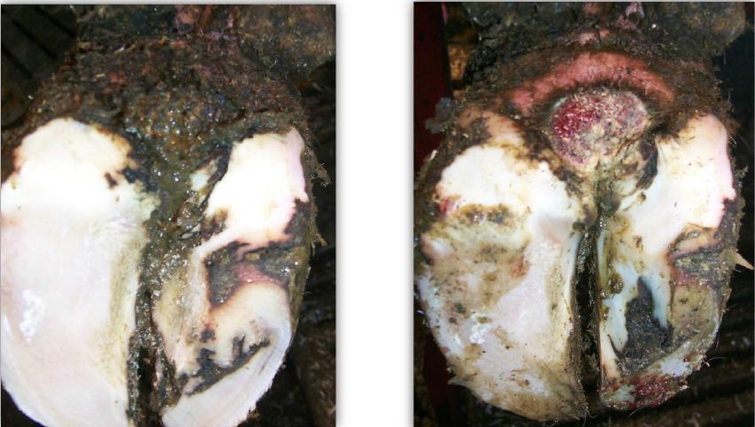 蹄病的种类和治疗方法,蹄病的预防与治疗