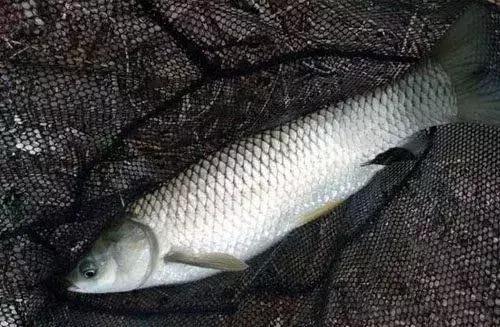 这种瘦身鱼高达40元/斤的售价，养殖诀窍竟然是“不喂食”？