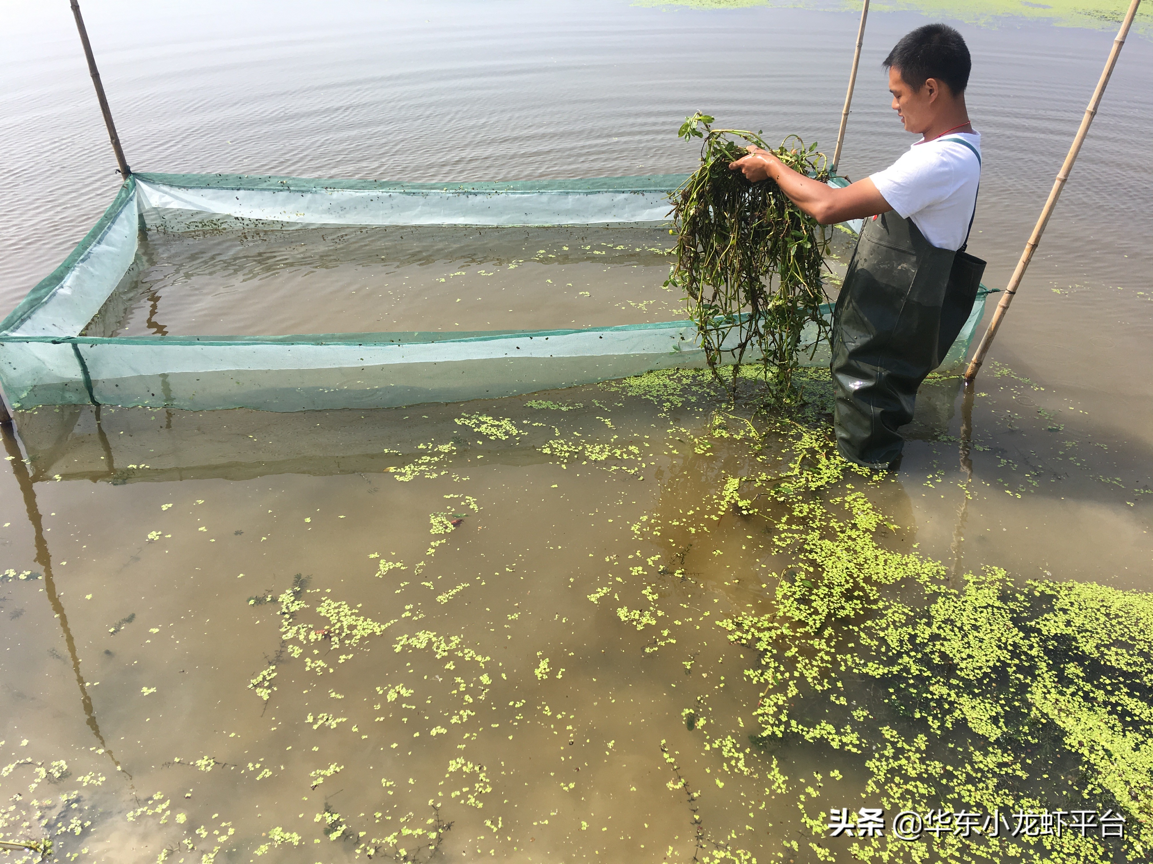 池塘养殖小龙虾高产技术要求,小龙虾养殖塘口全年养殖过程