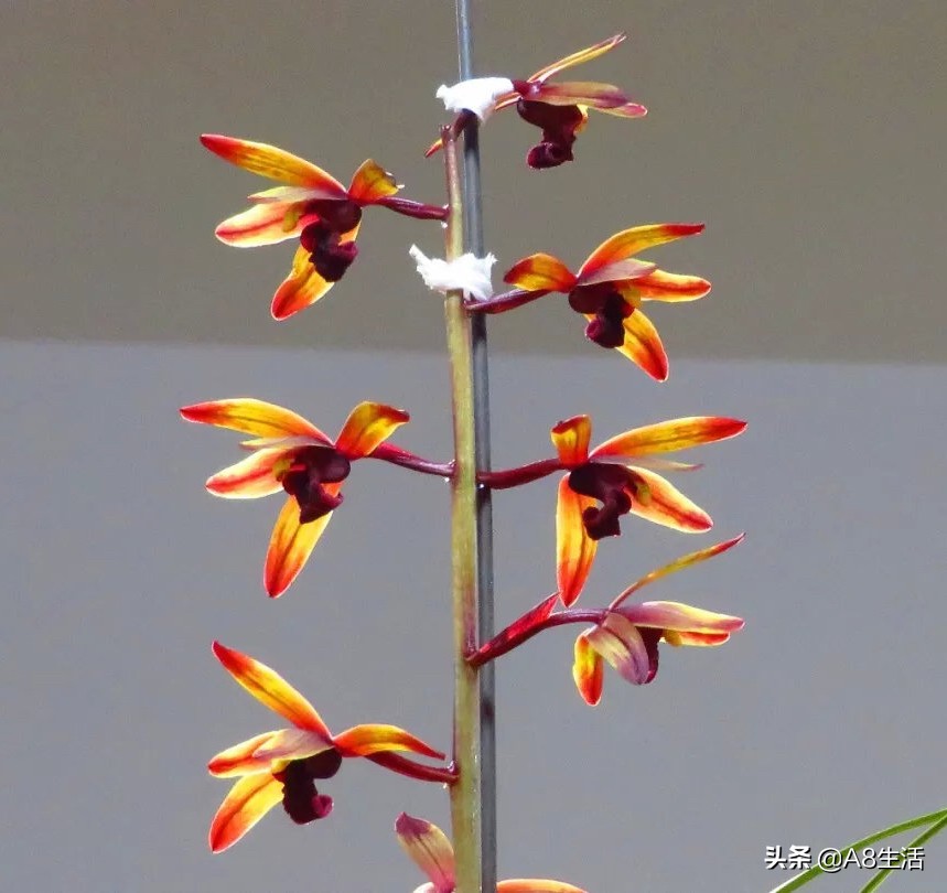 兰花蕙兰绝品传奇,每日一品茶叶