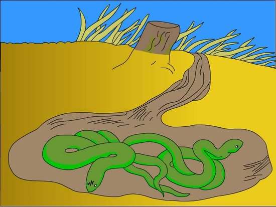 在福建福州蛇特别多有什么征兆,福州市出现蛇