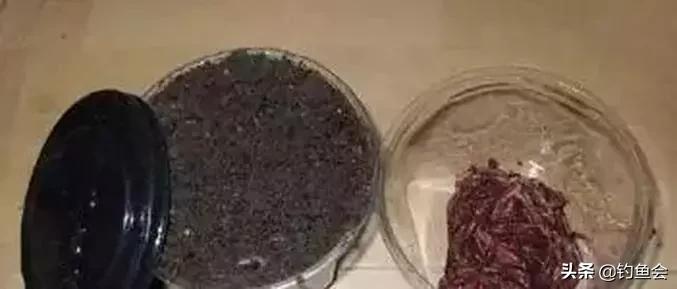 用拉丝粉蚯蚓拉饵的配制方法,老鬼鲜蚯蚓拉饵开饵教程
