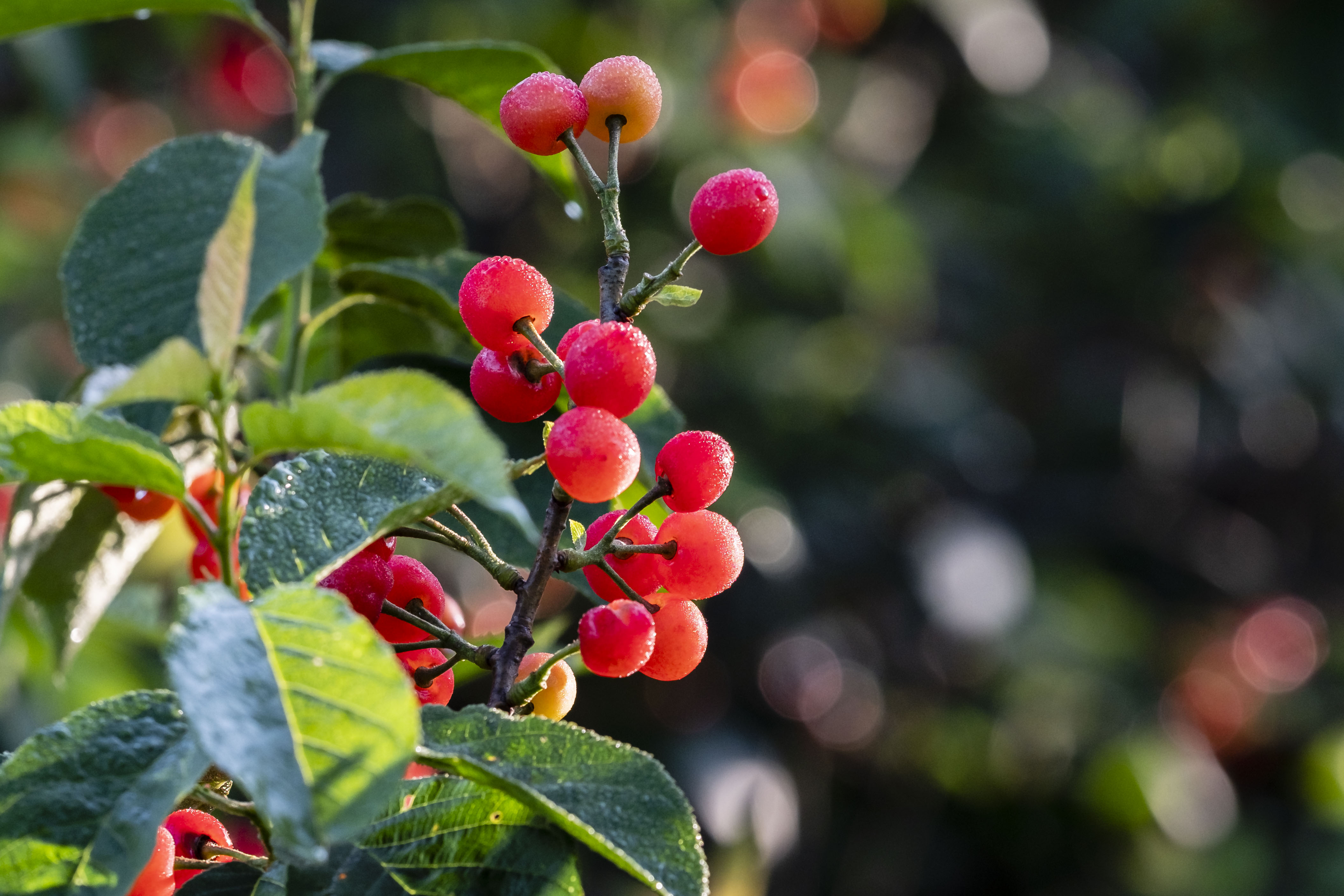 小樱桃缩果病,小樱桃的病后来是怎么治疗好的