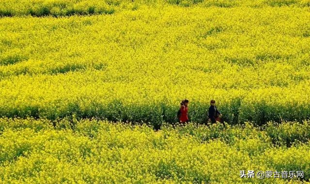 新歌推荐|乌兰娜《童年的油菜花》油菜花开正当时不负*光春**不负己