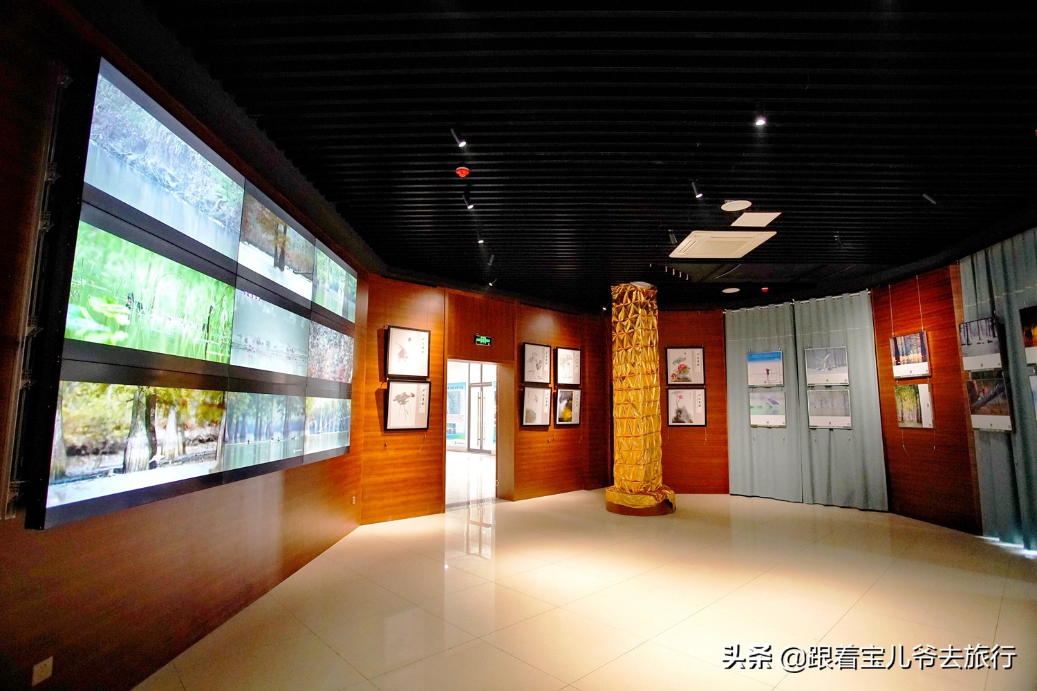 南京燕雀湖水杉林,南京秋天水杉林