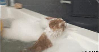 猫咪特别怕水是不是就不能洗澡,不怕洗澡的猫咪