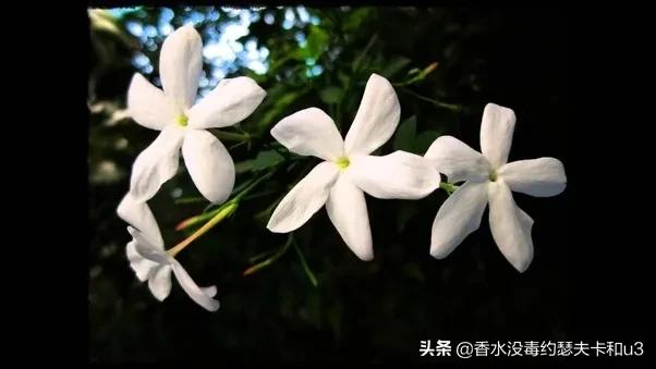 娇兰绿意百合香评,娇兰百合