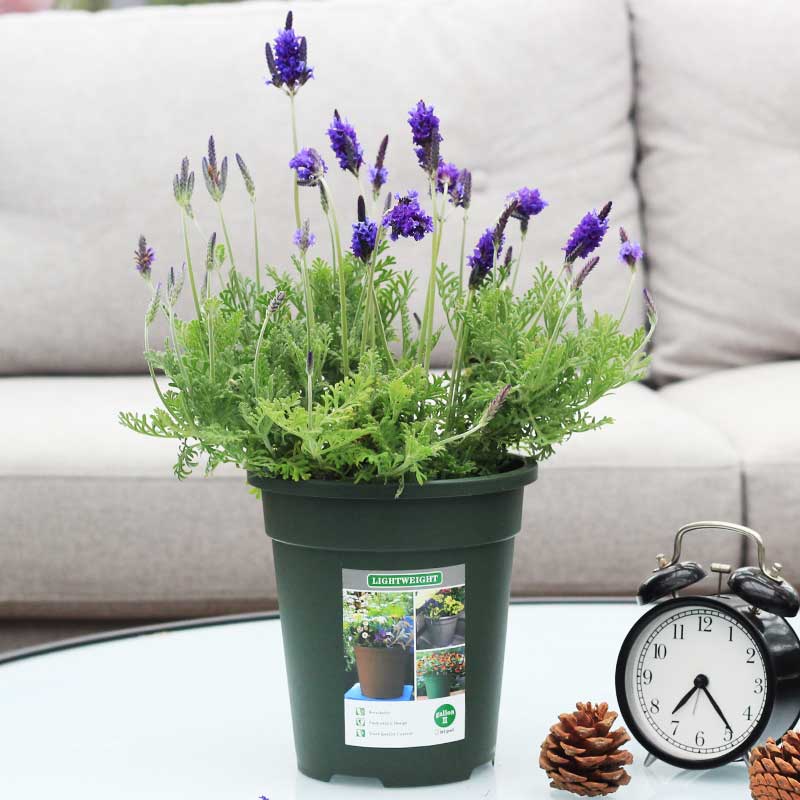 净化空气而且对身体好的花,净化空气对人身体有益的花