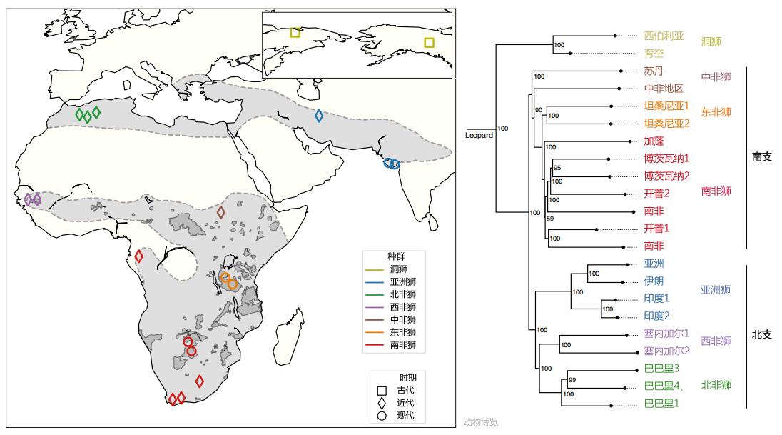狮族南北战争：南方狮一直在蚕食北方狮的领地