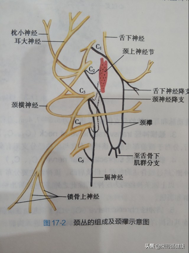 颈椎诊断,颈椎腰椎诊断怎么写