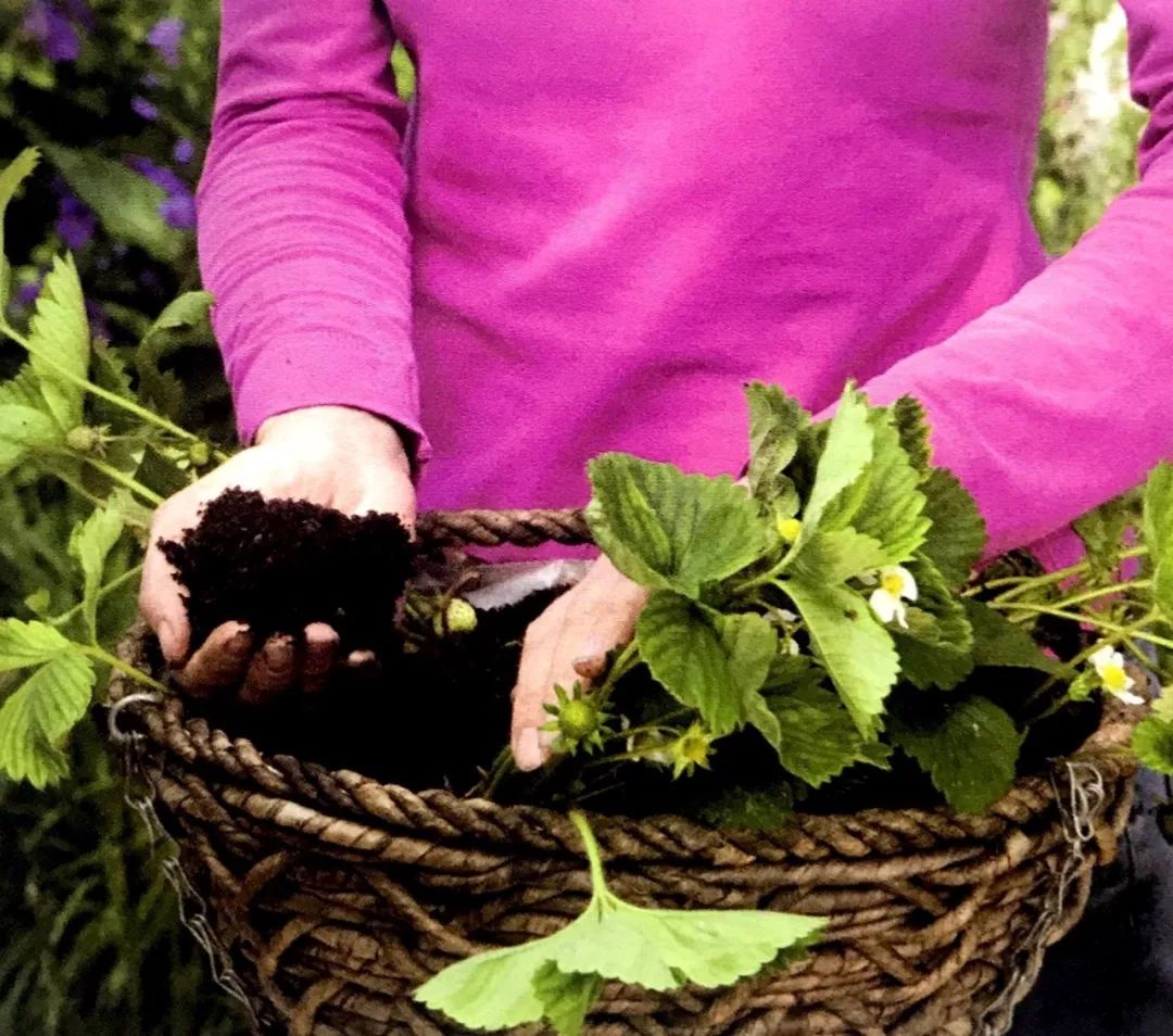 吊篮草莓采摘园,草莓盆栽吊兰