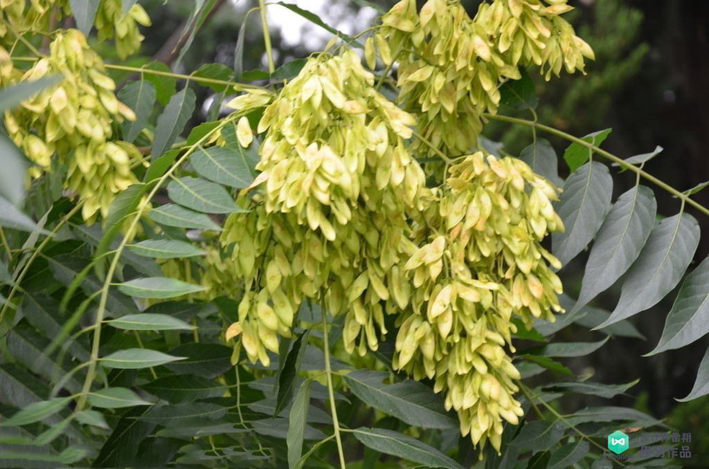 院子适合种的花和设计,庭院设计植物大全