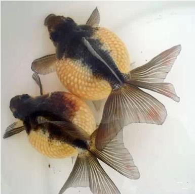 这些五彩斑斓的金鱼养眼又养心,最美的观赏金鱼值得一看