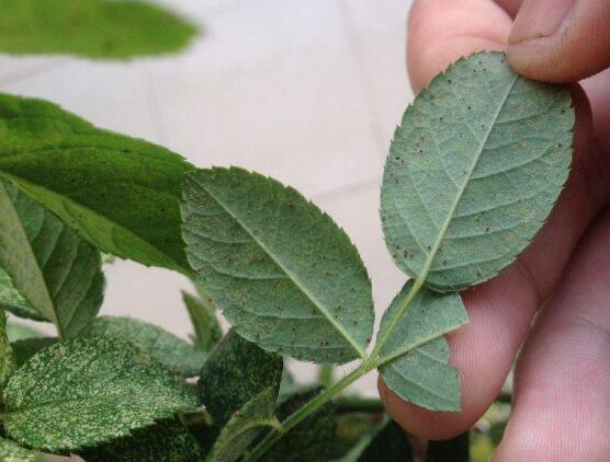 蔷薇花叶子发黑枯萎是什么原因,蔷薇花叶子发白怎么回事