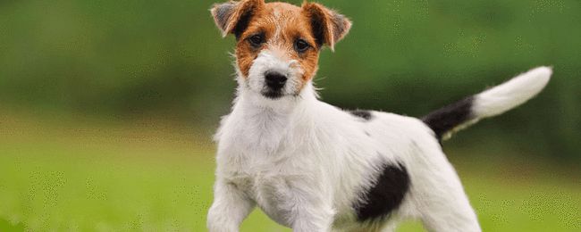 小型犬都容易得皮肤病吗,小型犬都有基因缺陷