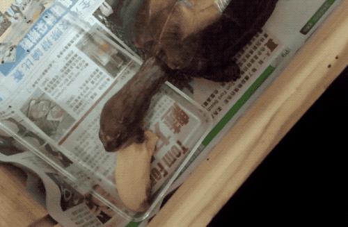 八角灵龟是不是保护动物,锯缘龟八角灵龟