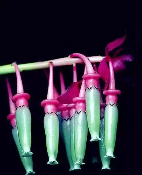 世界顶级奇花异卉,最美奇花异卉