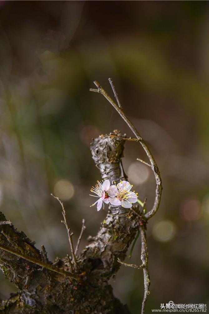 南京梅花山梅花开了吗,来南京梅花山赏梅花