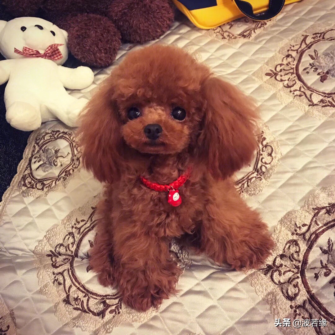 初学者宠物狗剪毛教学视频,专业宠物犬剃毛的步骤