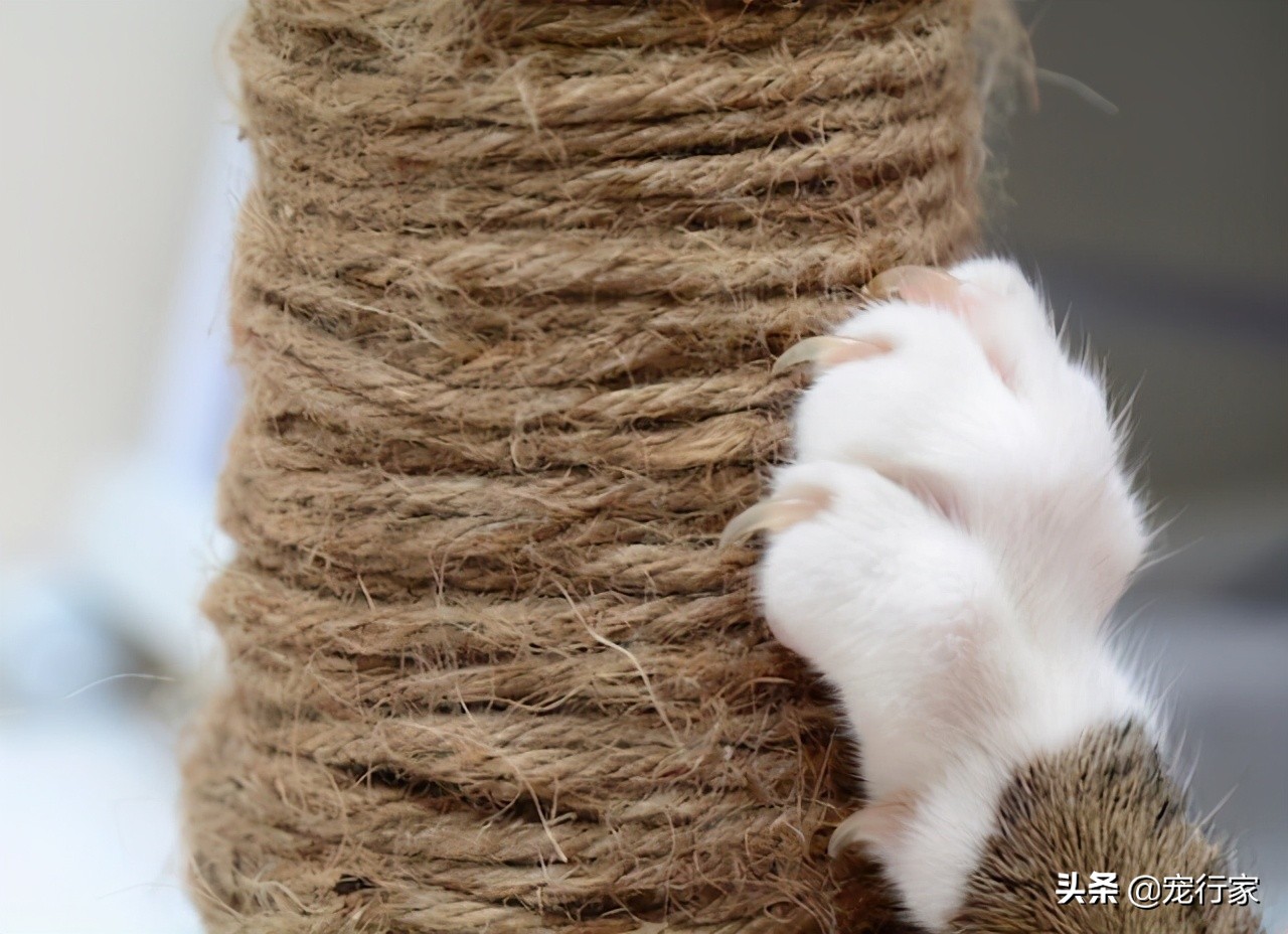 猫不听话打了一顿怎么办,猫不听话揍了以后老实了