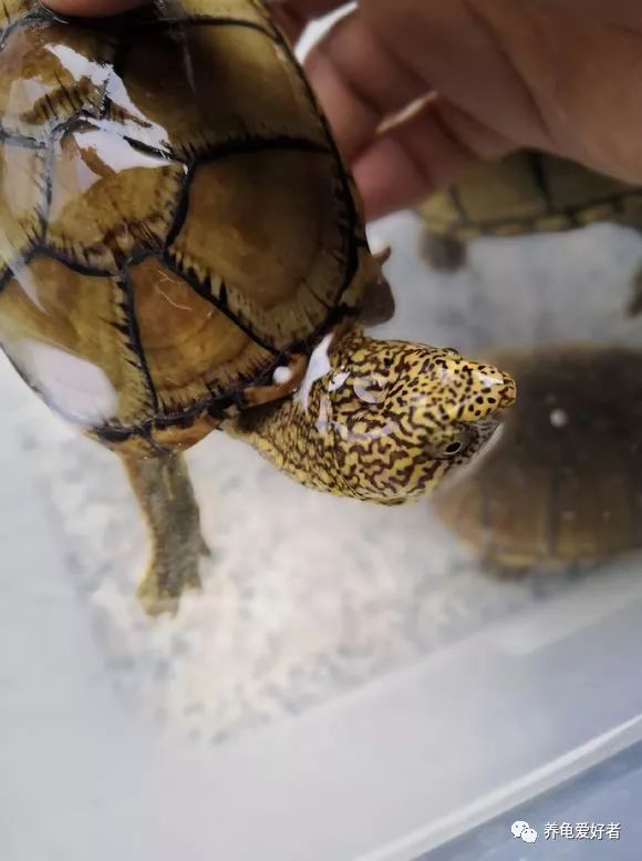 养殖龟要注意哪些细节问题,沼泽过滤养龟水体发黄怎么去除