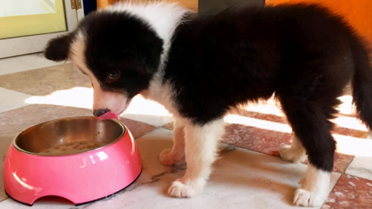 公犬和母狗哪个更好训练,田园犬养母狗好还是公狗好