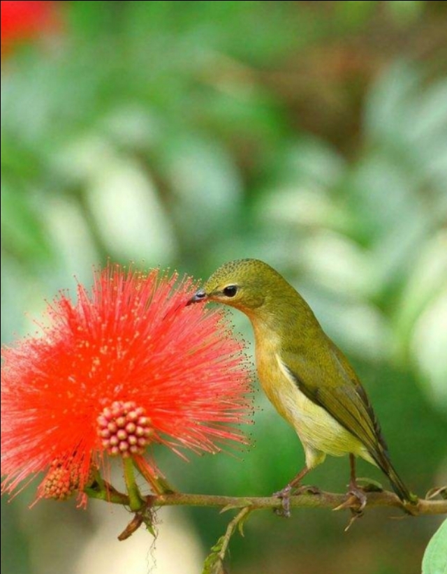 太阳鸟品质,太阳神鸟绝美