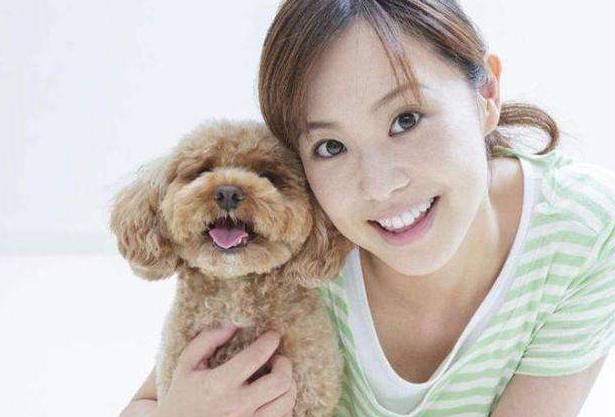 养泰迪犬的男生性格分析,泰迪犬的特点和性格