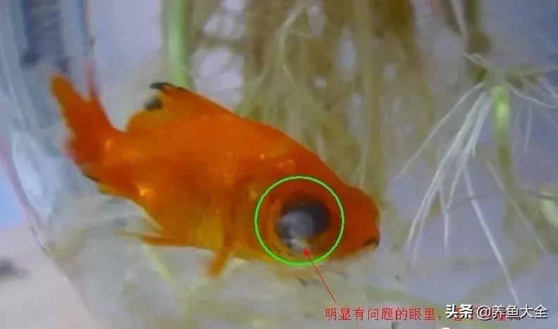 观赏鱼也有白内障，浅谈蒙眼病的防治