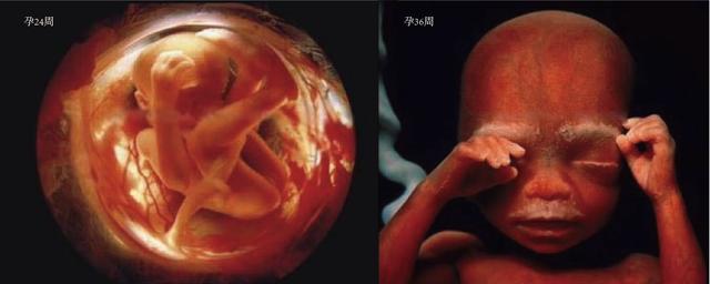 蔡少芬的三胎是自然受孕吗,蔡少芬怀三胎早有征兆