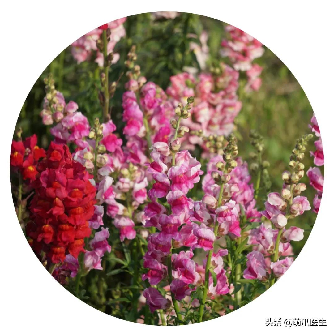 养猫能养啥花草,养了猫还可以养兔子吗