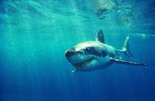 你害怕鲨鱼吗？你了解它吗？