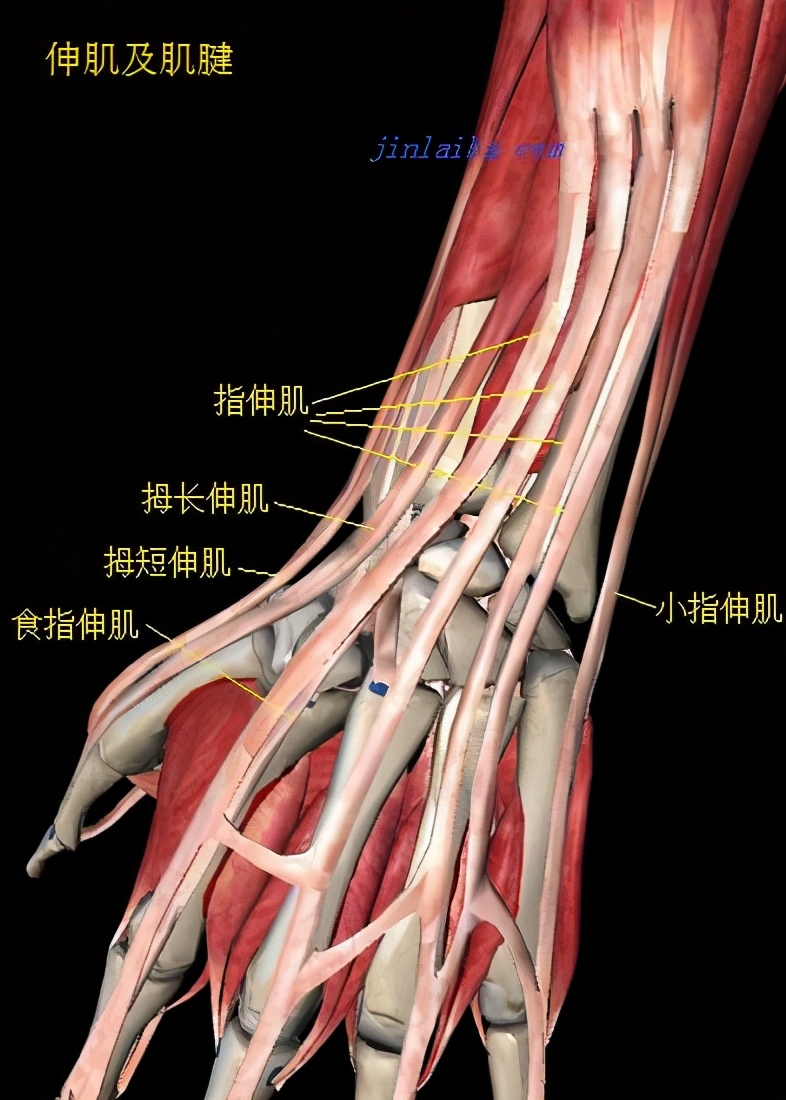 拇指伸肌腱手术后怎么做康复,伸肌腱止点重建术后的康复