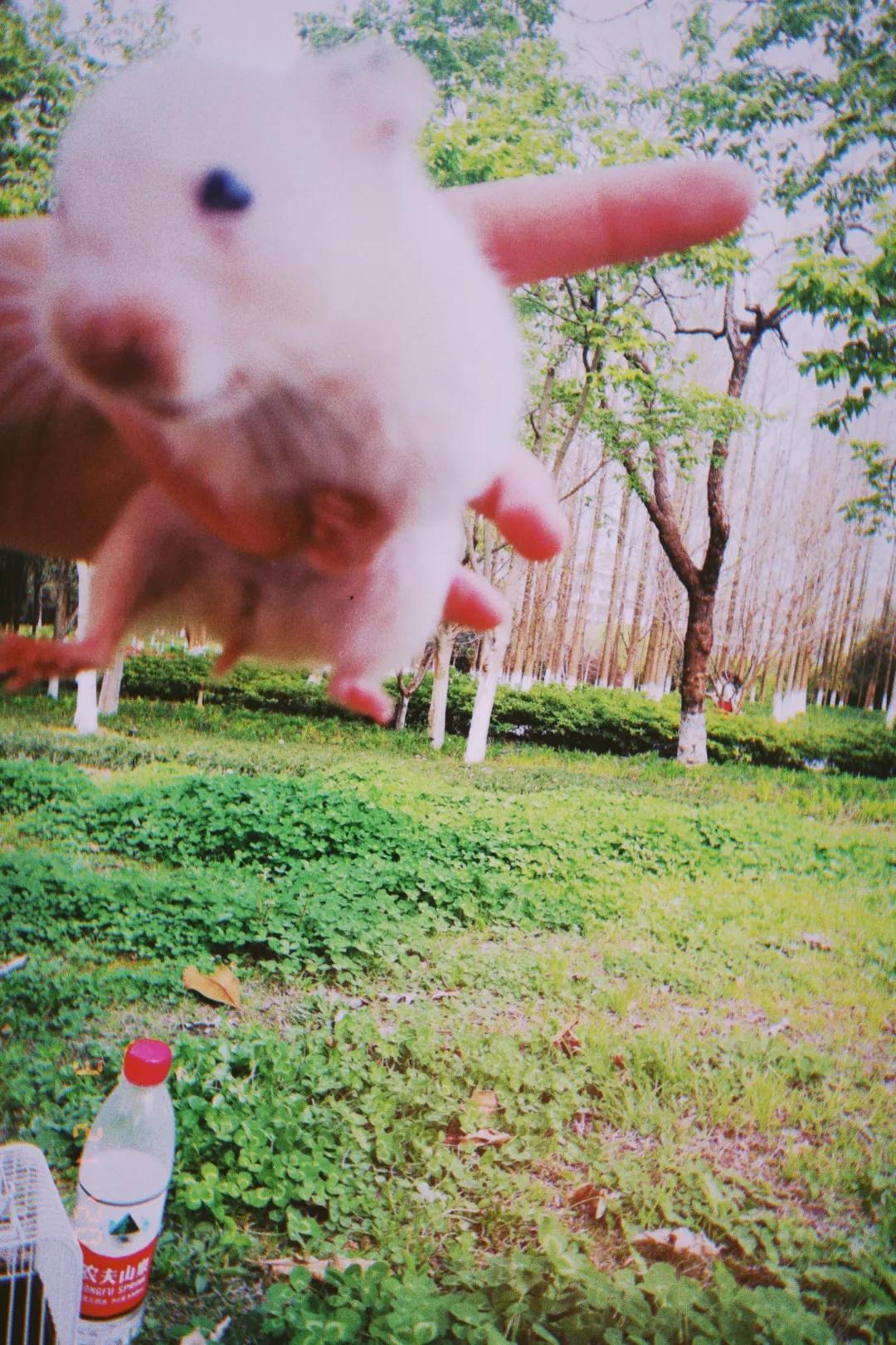 和宠物交流说什么,宠物谈恋爱怎么回事