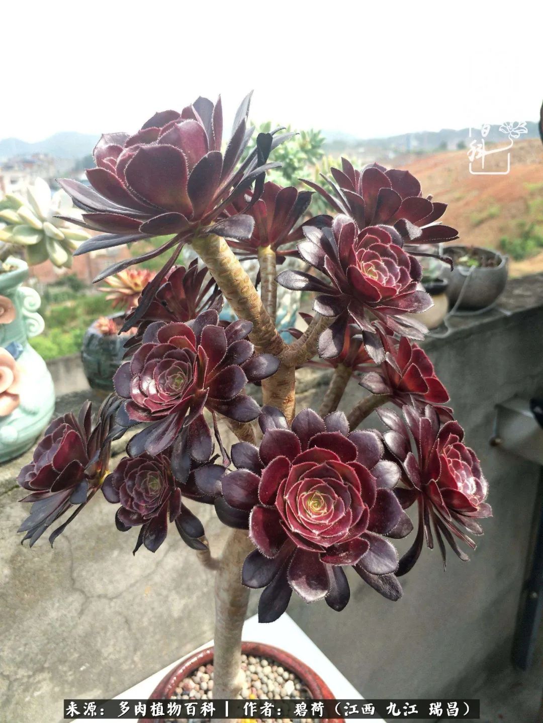 养了五年的多肉看到岁月的痕迹,经过一年春夏秋冬的轮回