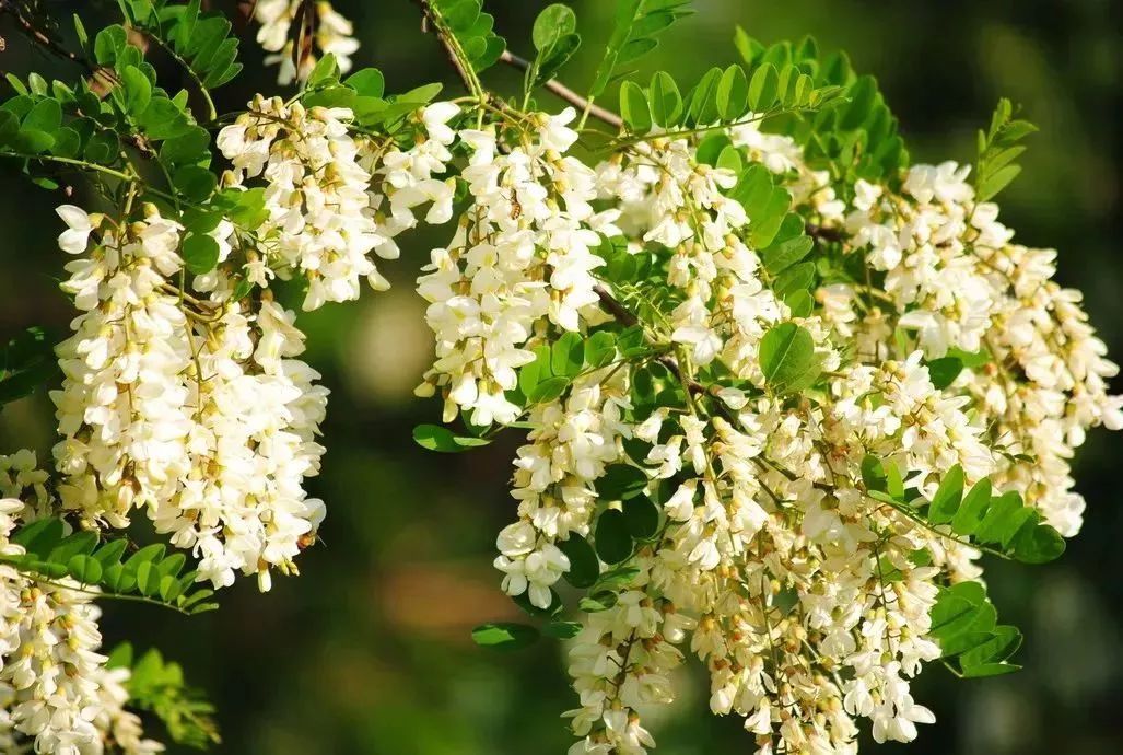 看到花的时候，不知是什么花？那就收下这份百花图谱
