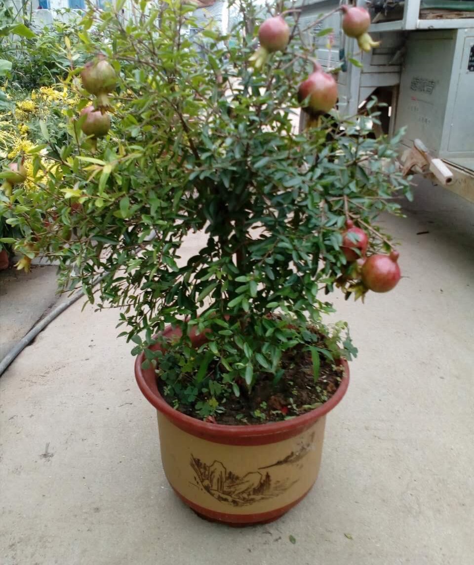 怎么养护石榴盆栽才能开花结果,石榴盆栽造型和养护方法图片