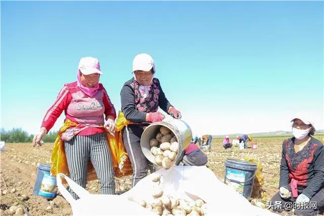 农村电商托起农亲的致富梦,内蒙古察右后旗土豆大丰收