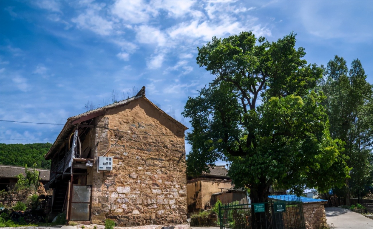 紫丁香和罗汉丁香是一个品种吗,小叶丁香和紫丁香的区别是什么